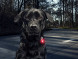 Фонарь для собак Orbiloc Dog Dual Signal Colours, синий в Рязани